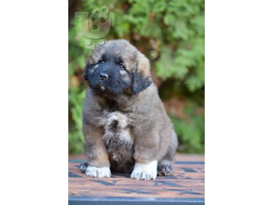PoulaTo: Κουτάβια CAUCASIAN SHEPHERD